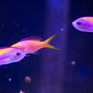 Anthias
