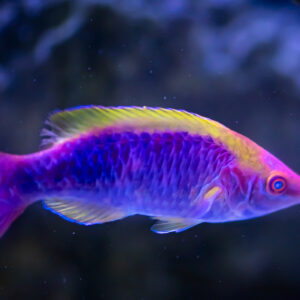 Wrasse - Reef Friendly