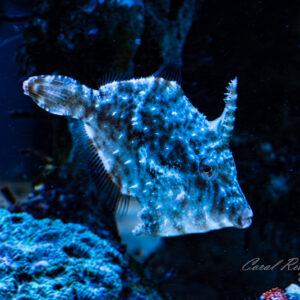 Filefish