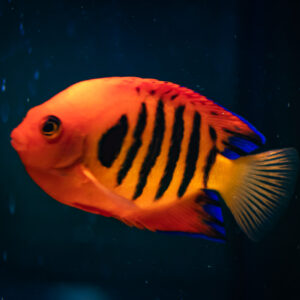 Angelfish/Dwarf