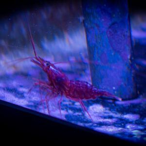 Shrimp
