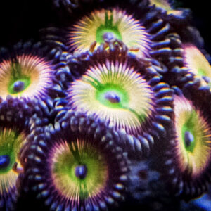 Zoas