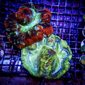 Live Corals