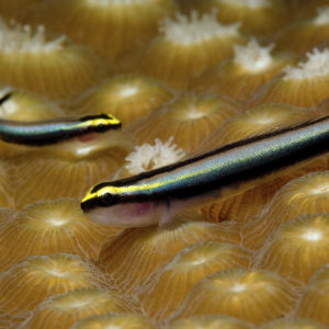 Gobies