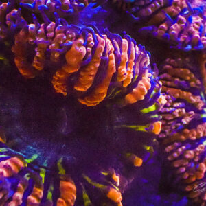 Acanthastrea