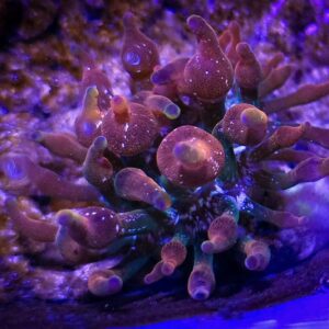 Anemones