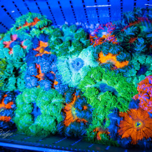 Rock Flower Anemone