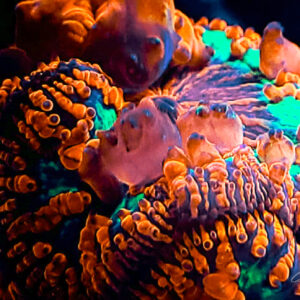 Blastomussa