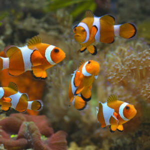 Clownfish