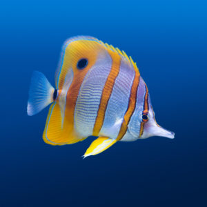 Butterfly Fish