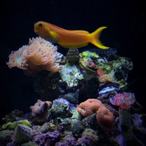 Blennies