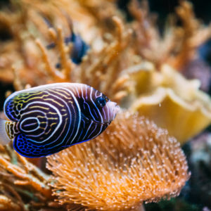 Angel Fish