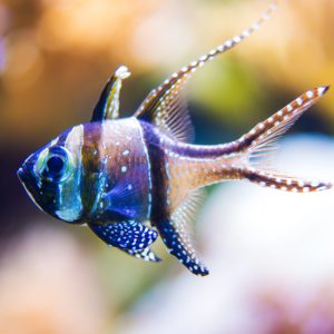 Cardinalfish