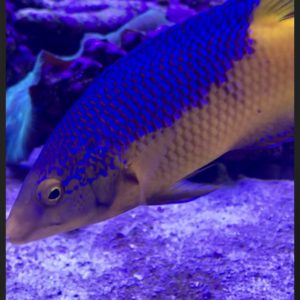 Hogfish
