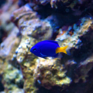 Damselfish