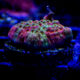 Grafted Montipora