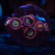 Circus Zoanthids