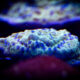 FLOWER PETAL MONTIPORA