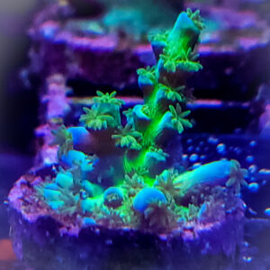 Sps