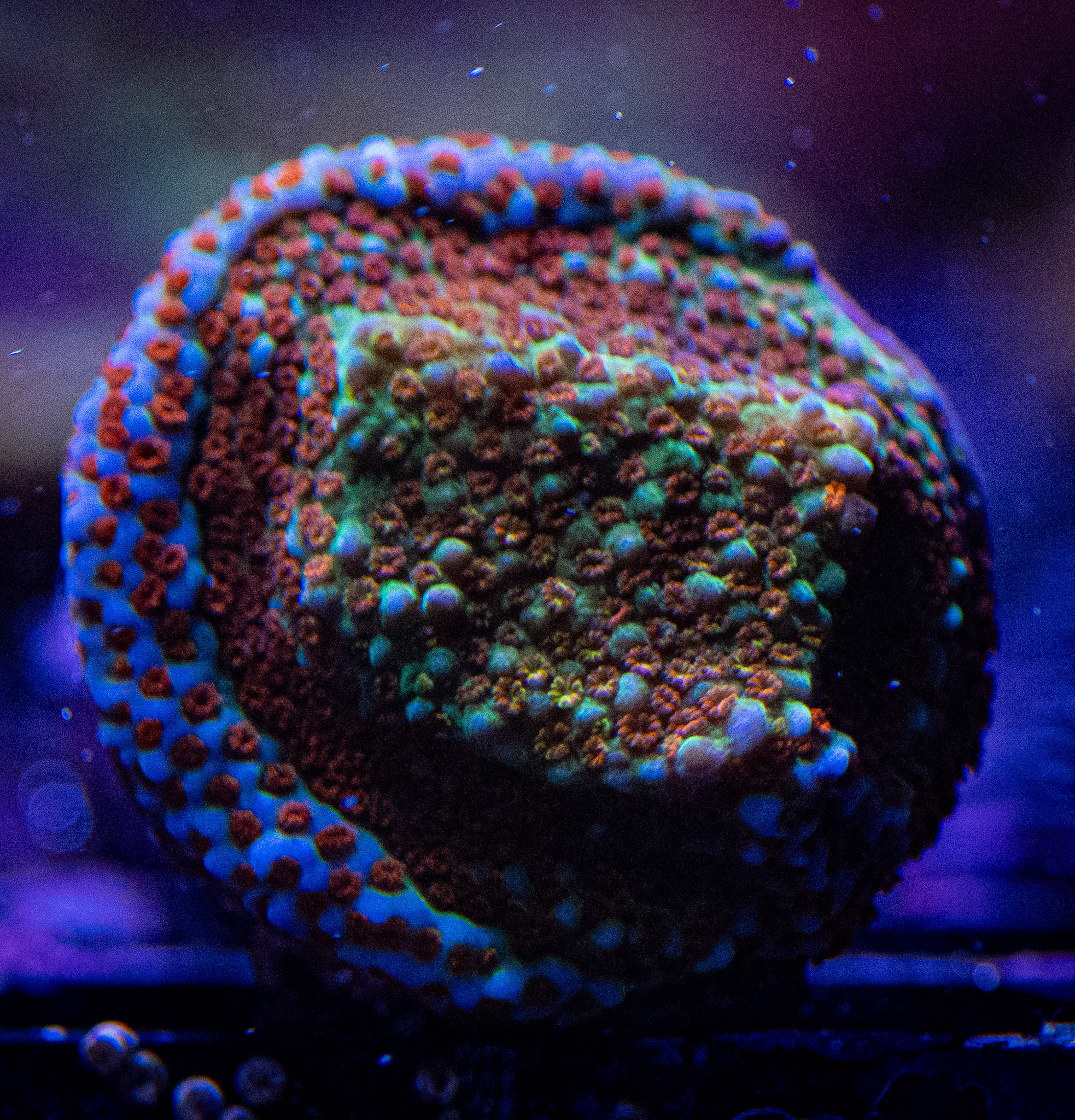 Aquaman Monti