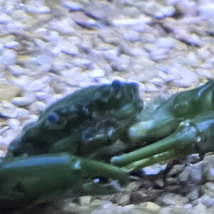 Crabs