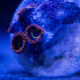 Fruit Loop Zoanthid