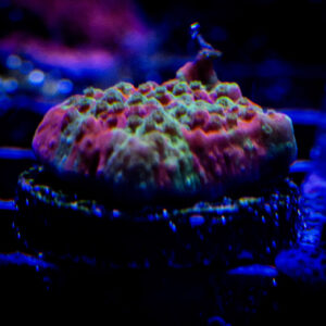 Grafted Montipora