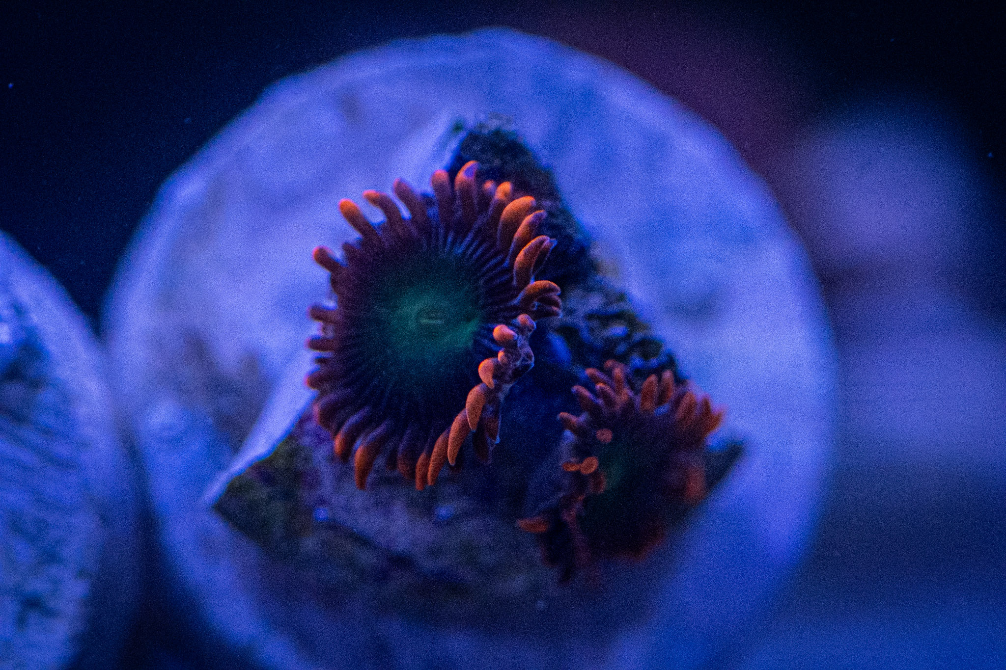 Orange and green zoa