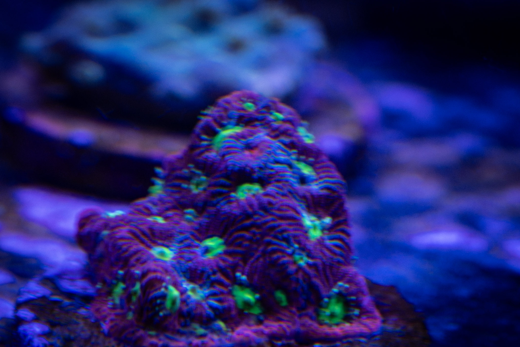 War Coral