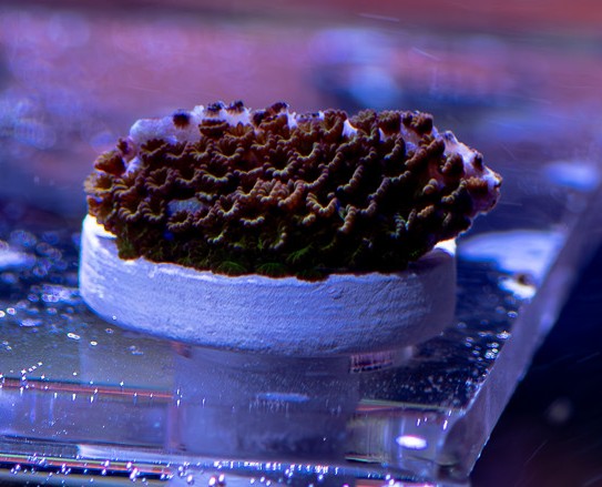 montipora flower power