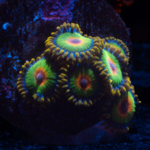 Zoanthids and Palythoas