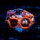 Buckeye's Zoanthid