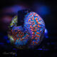 Ultra Blue Rhodactis Mushroom