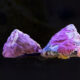 Banded Trochus Snail