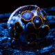 Blueberry Fields Zoanthid