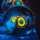 Scrambled Eggs Zoanthid