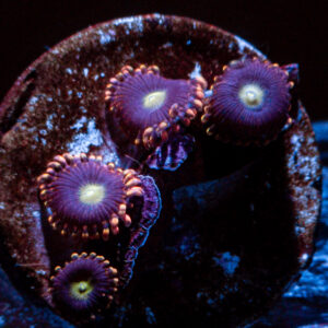 Bozos Birthday Zoanthid