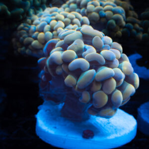Yellow/Blue Tip Hammer