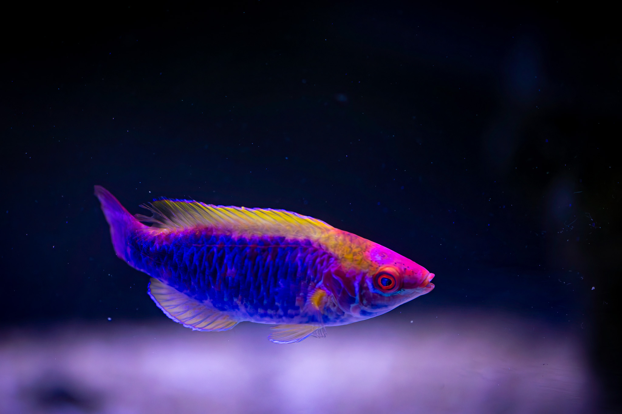 Lubbock’s Fairy Wrasse (2)