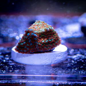 JF Aquaman Montipora