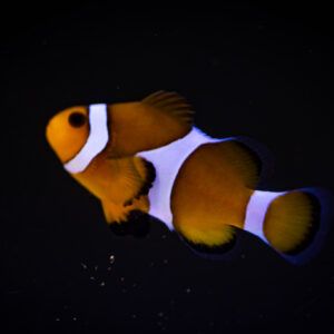 Ocellaris Clownfish