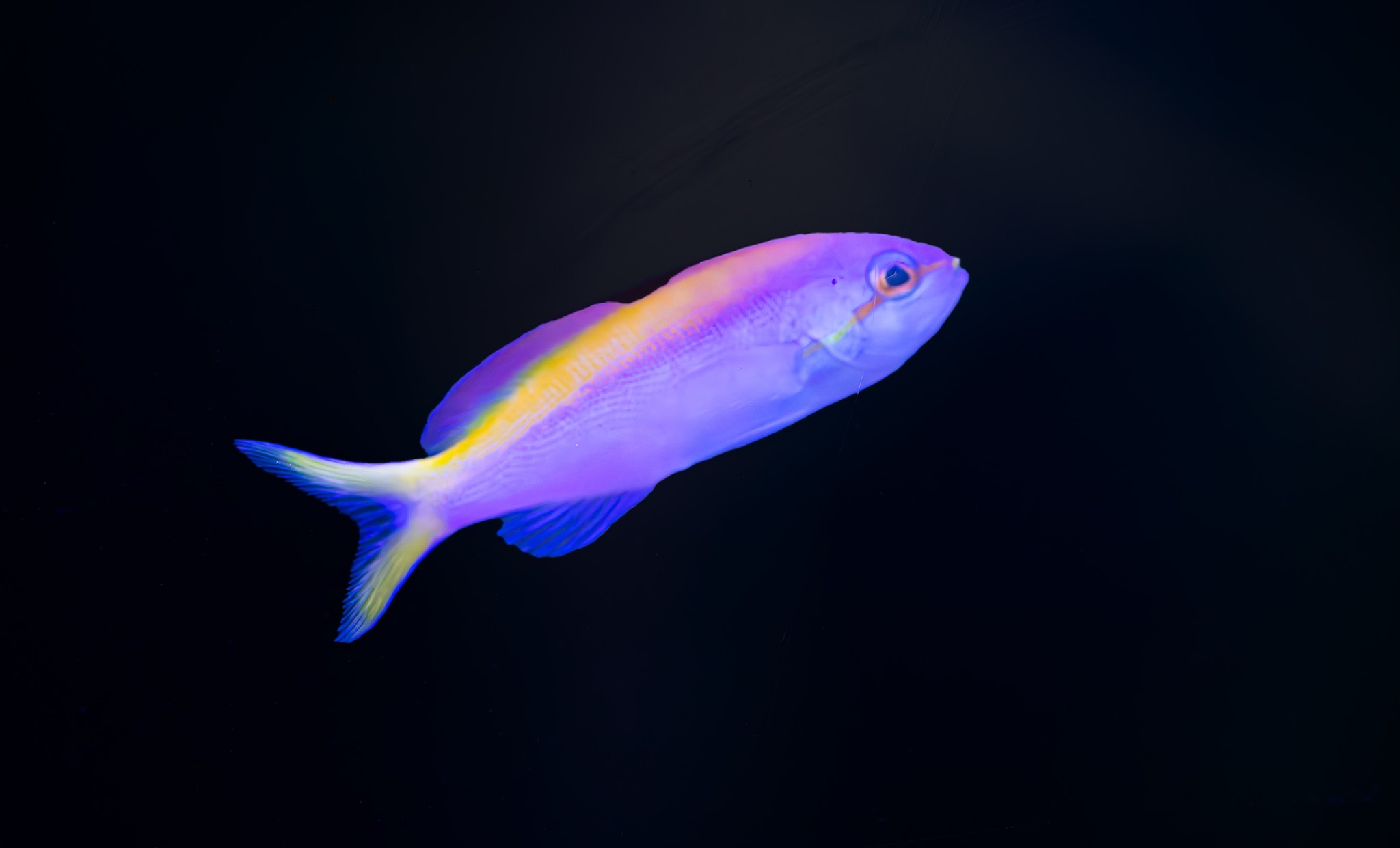 carberryi anthia