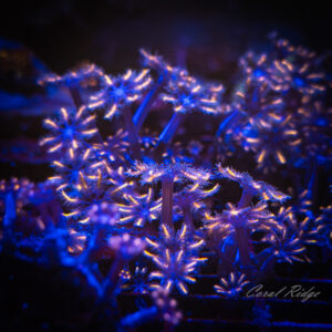Clove Polyp