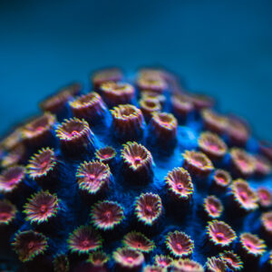 Cyphastrea