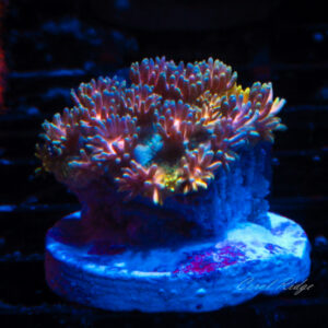 Goniopora