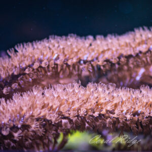 Sea Fans