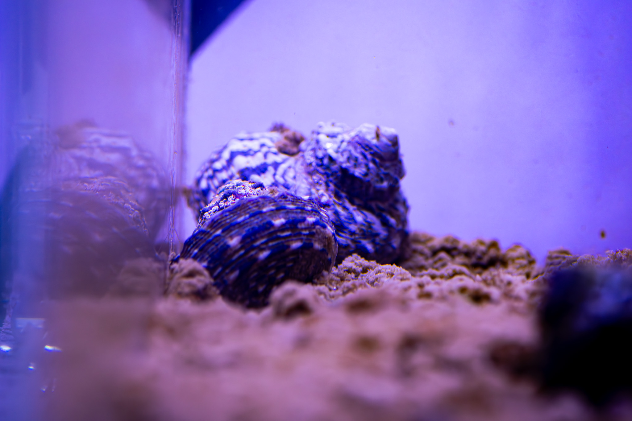 mexican turbo snail (2)