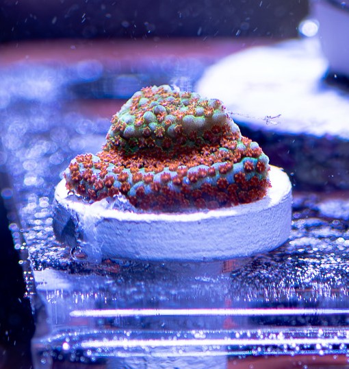 montipora aquaman (2)