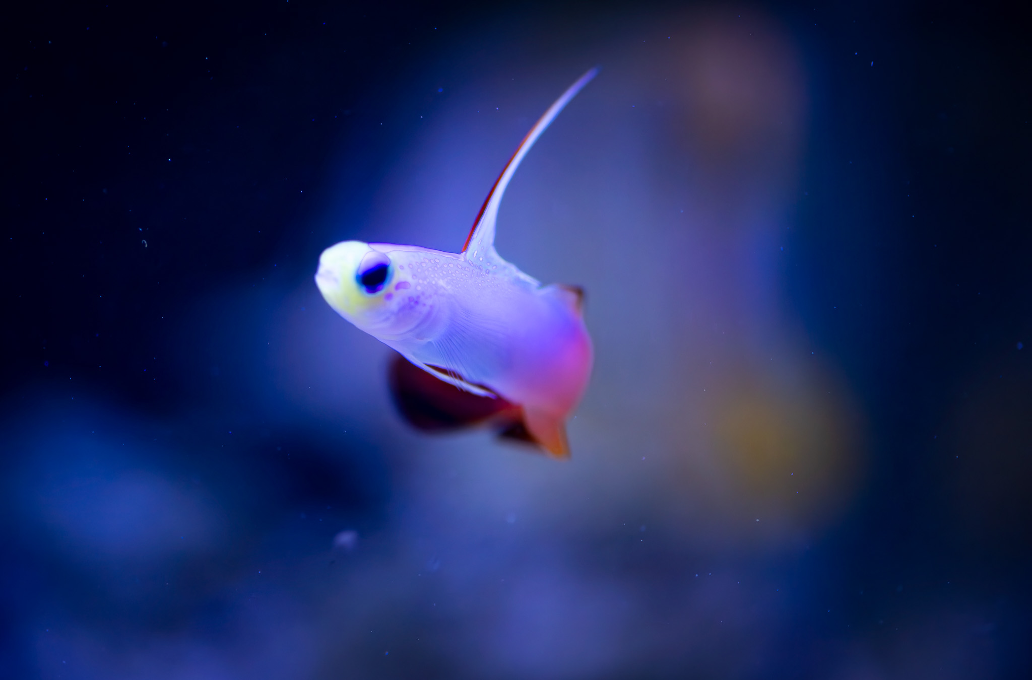 red firefish goby (2)