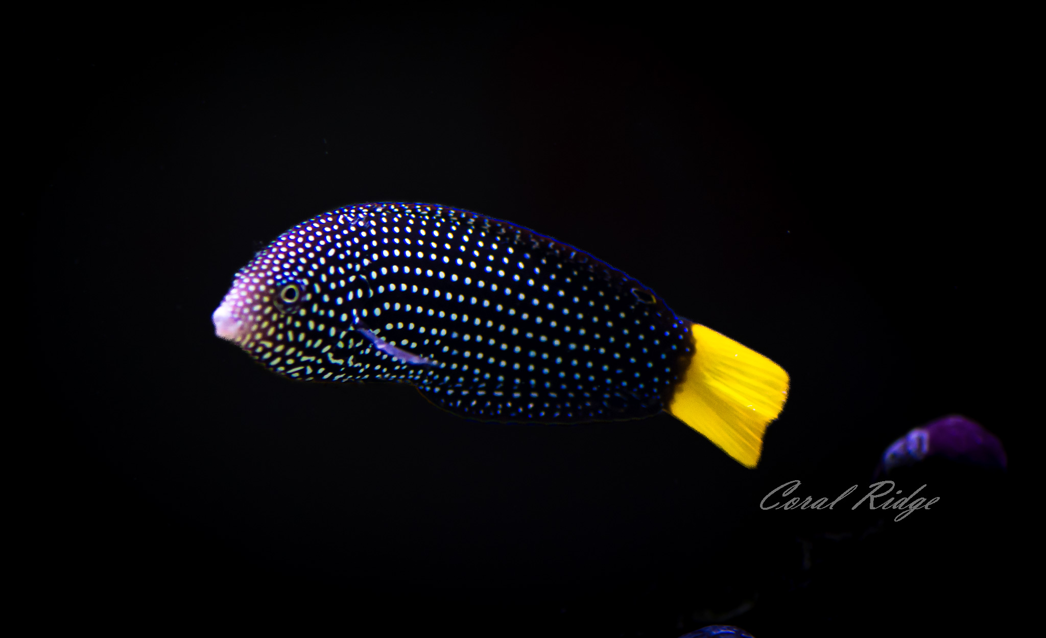 wrasse yt tamarin (2)